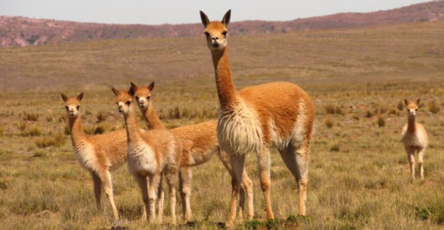 vicuñas camélidos sudamericanos Apurímac Perú