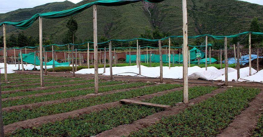 Instalarán vivero forestal en Llusco para producir 150 000 plantones en Cusco Perú