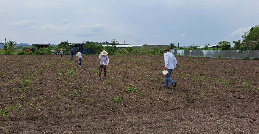 Instalan parcela demostrativa de maíz amarillo duro de alta calidad genética San Martín INIA