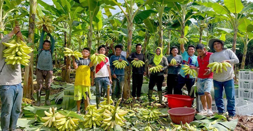 Productores de plátano y banano mejoran sus habilidades técnicas en cosecha y poscosecha Junín Perú Provraem