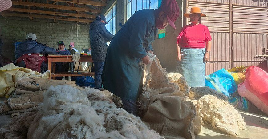 acopio fibra de alpaca alpaqueros Puno Perú