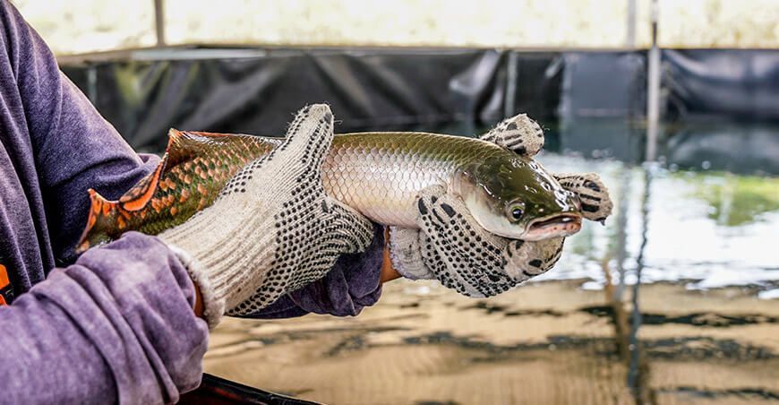 Acuipes San Martín 2024 crianza de peces amazónicos Perú acuicultura pesca