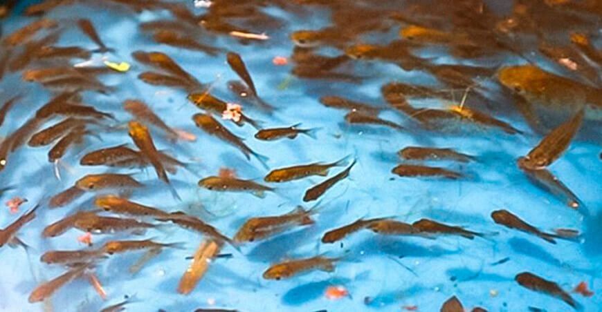 Piscicultores de Mazán reciben 61 200 alevinos de gamitana IIAP Loreto Perú