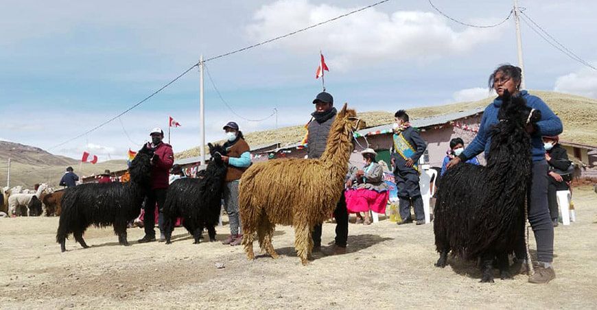 alpacas camélidos sudamericanos Perú ferias
