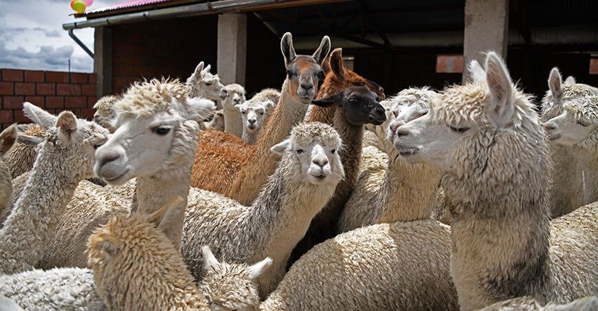 alpacas camélidos sudamericanos Perú