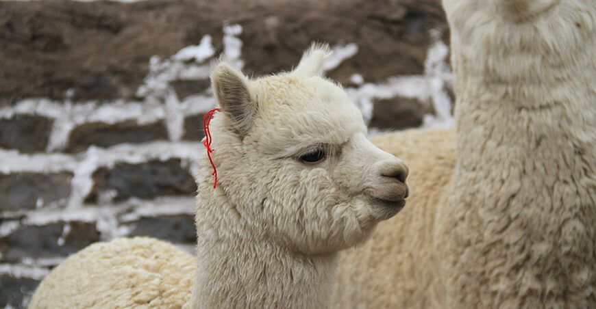 alpacas camélidos sudamericanos Perú