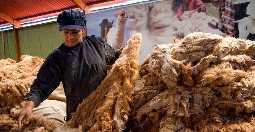 Criadores de camélidos de Puno comercializaron más de 19 000 libras de fibra de alpaca