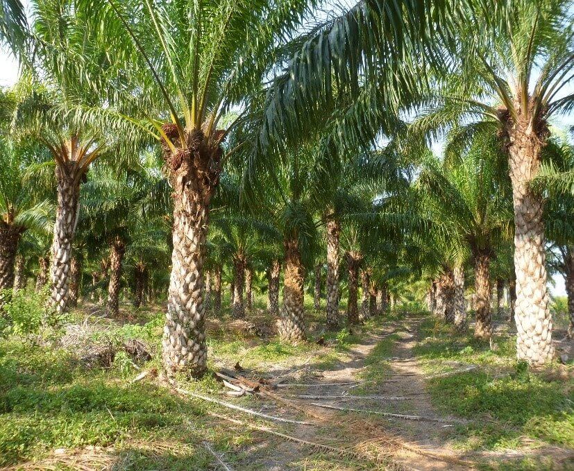 Cultivos excluidos: Biocrédito no financiará proyectos de palma aceitera ni arroz, debido a su alta demanda de agua.