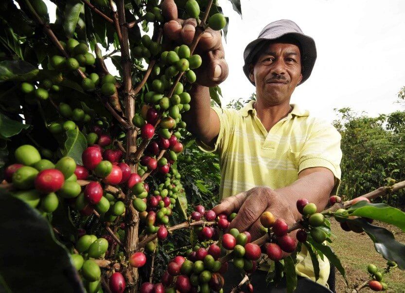 Lideran la demanda: El 70 % de los biocréditos ha sido destinado a cultivos de café y cacao.