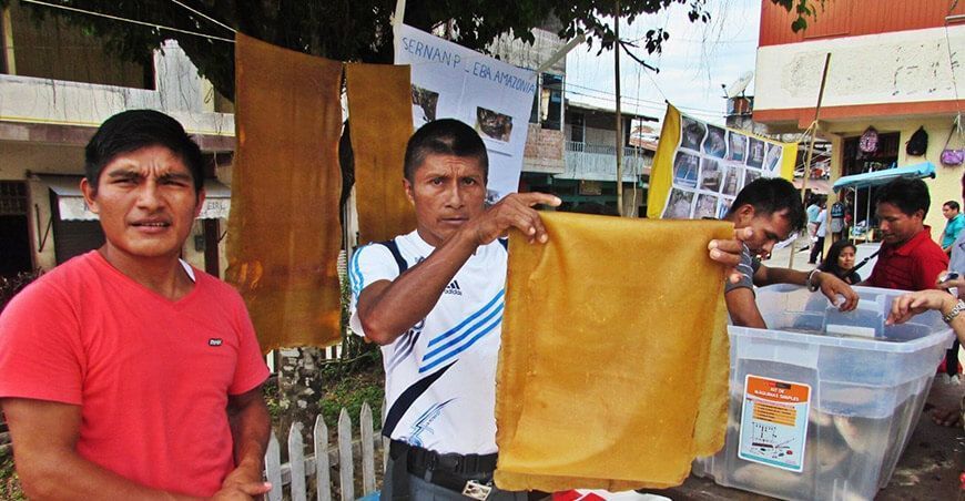 Emprendedores de comunidad awajún crean biocuero de shiringa y piel de peces amazónicos