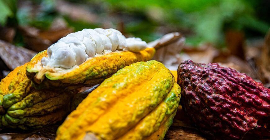 cultivo de cacao Perú
