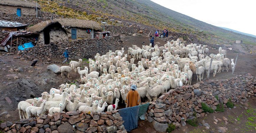 Southern Perú despliega campaña para desparasitar 4000 camélidos en Moquegua