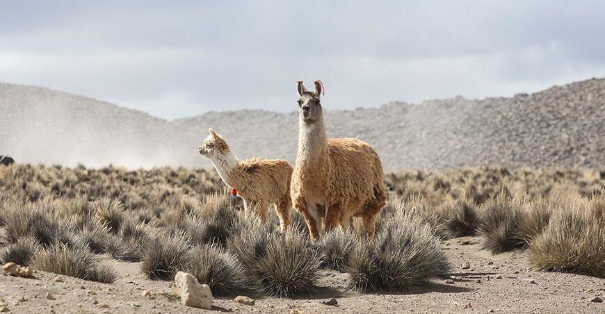 camélidos sudamericanos llamas Perú