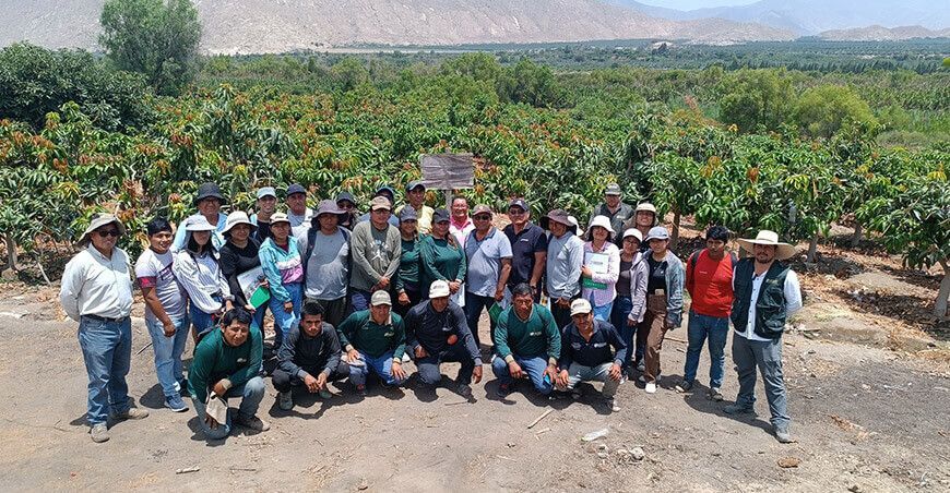 Productores de Moro reciben capacitación en el manejo de cultivos de mango en Ancash Sedir Perú