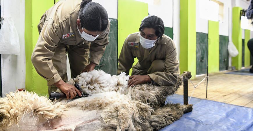 centro de esquila para impulsar producción de fibra de alpaca en Santa Lucía Puno Perú Midagri