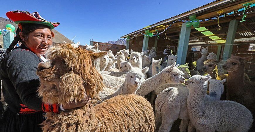 Implementarán 3080 cobertizos para proteger más de 360 000 cabezas de ganado en zonas altoandinas Perú