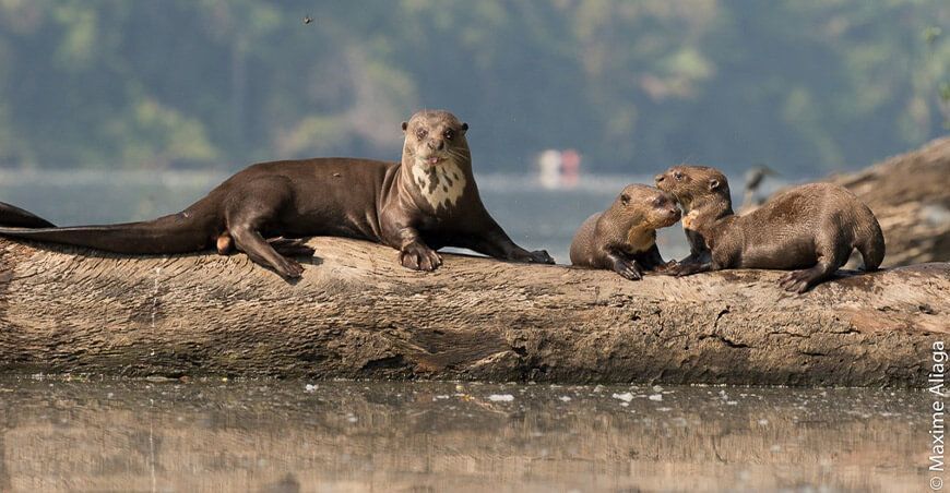 Congreso de Investigaciones Científicas en áreas naturales protegidas Sernanp Perú