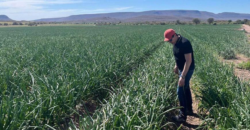 Futureco Bioscience Perú ofrece nuevas soluciones contra el estrés hídrico cultivo de cebolla Perú 