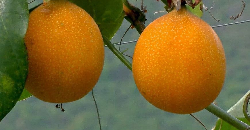 cultivo de granadilla Perú