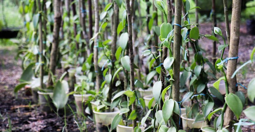 cultivo vainilla Amazonía peruana Perú Hub UNALM