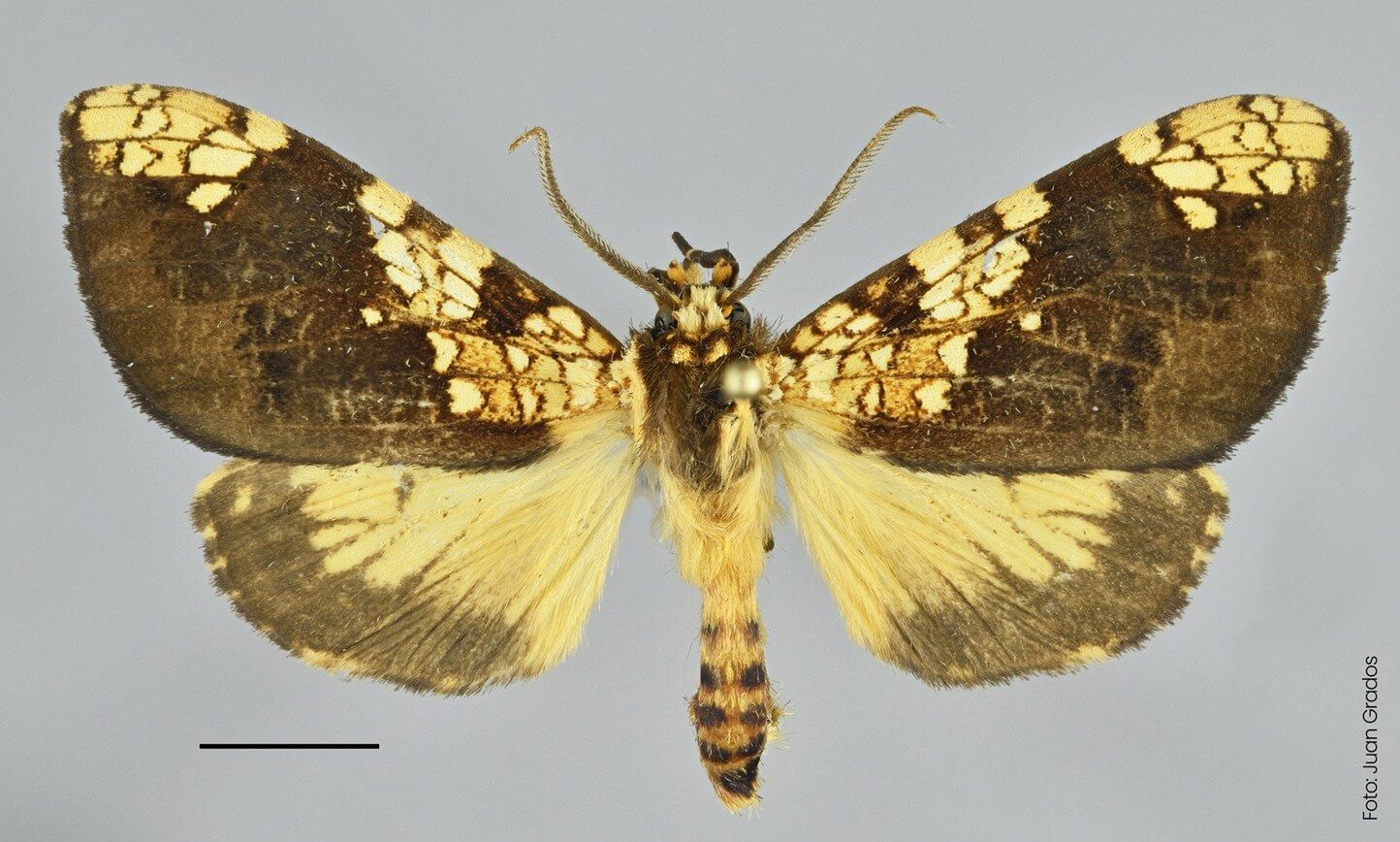 Nueva especie de mariposa es descubierta en el Santuario Histórico de Machupicchu