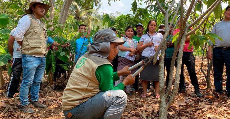 Devida impulsará habilidades de 3668 familias cacaoteras en el Vraem poda de cultivo de cacao Perú