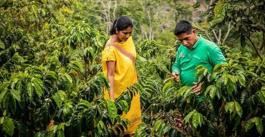 productora de café Devida proporciona asistencia técnica a 1660 familias caficultoras del Vraem