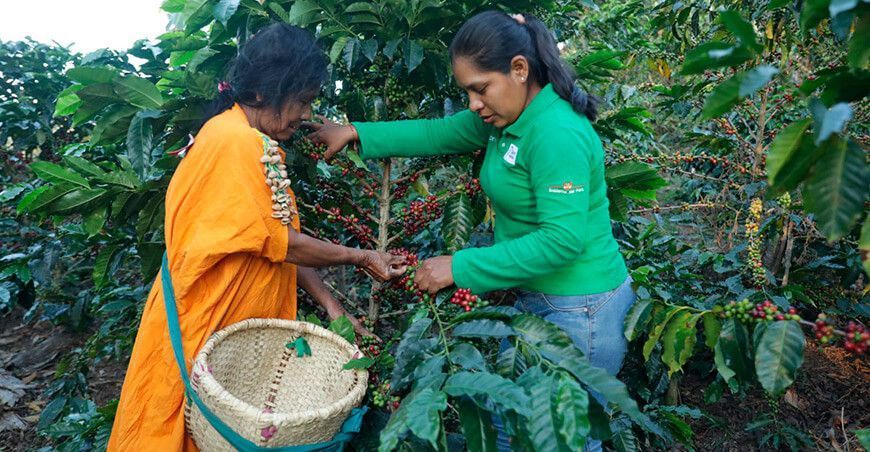 Devida capacitación productores de café Perú