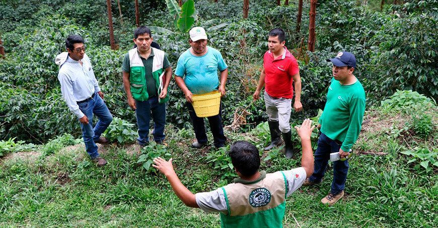 Devida impulsará la mejora de 1000 hectáreas de café orgánico en el valle de Tambopata Puno Devida Perú 