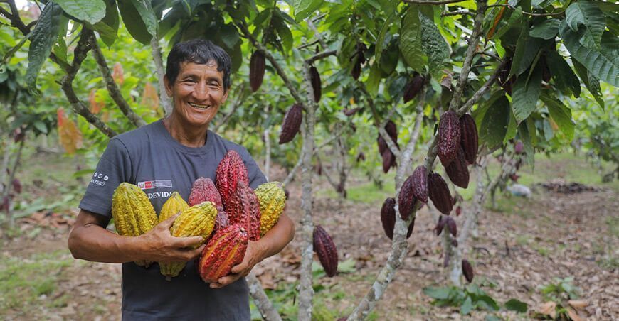 Productores de Pauriali proyectan cosechar 97 000 TM de cacao fino de aroma Junín Devida Perú