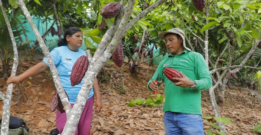 Productores de Pauriali proyectan cosechar 97 000 TM de cacao fino de aroma Junín Devida Perú