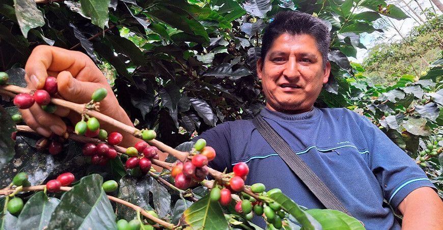 Devida impulsará la mejora de 1000 hectáreas de café orgánico en el valle de Tambopata Puno Devida Perú