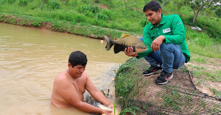 productores acuícolas crianza peces amazónicos paco Vraem Perú Devida