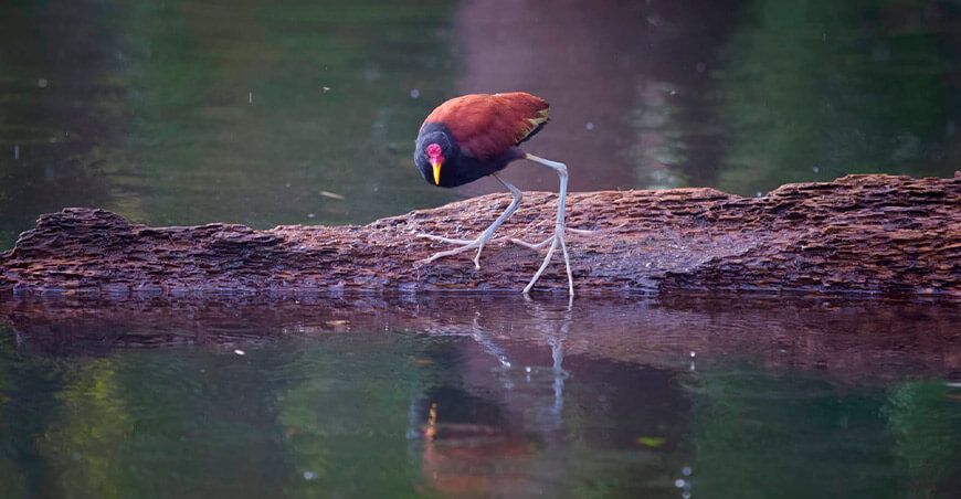 Unen fuerzas en la lucha por la conservación del agua y caudales ecológicos Día de la Tierra Perú