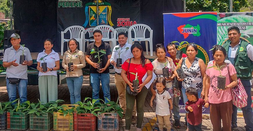 Productores de Perené reciben 1300 plantones de plátanos y bananos en Junín Perú