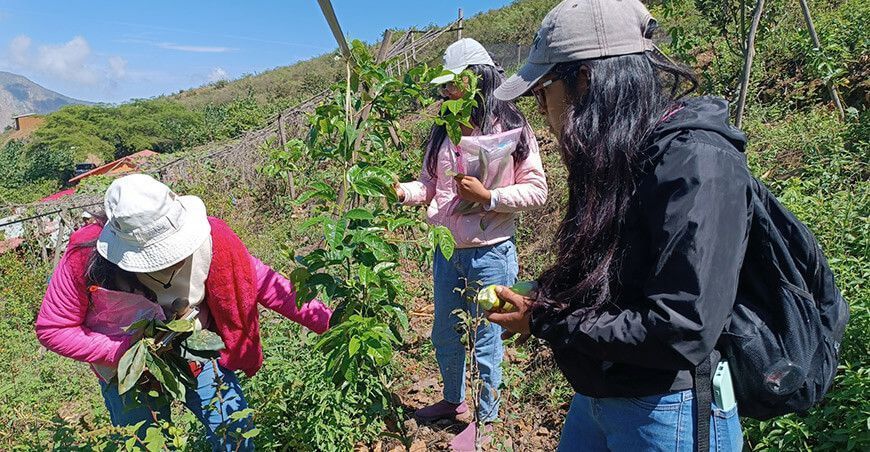 Estudiantes universitarios del Santa visitaron campos de cultivo para elaborar sus tesis Ancash Perú