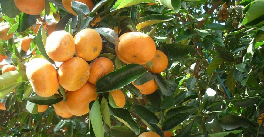 exportación de cultivo de mandarina Perú