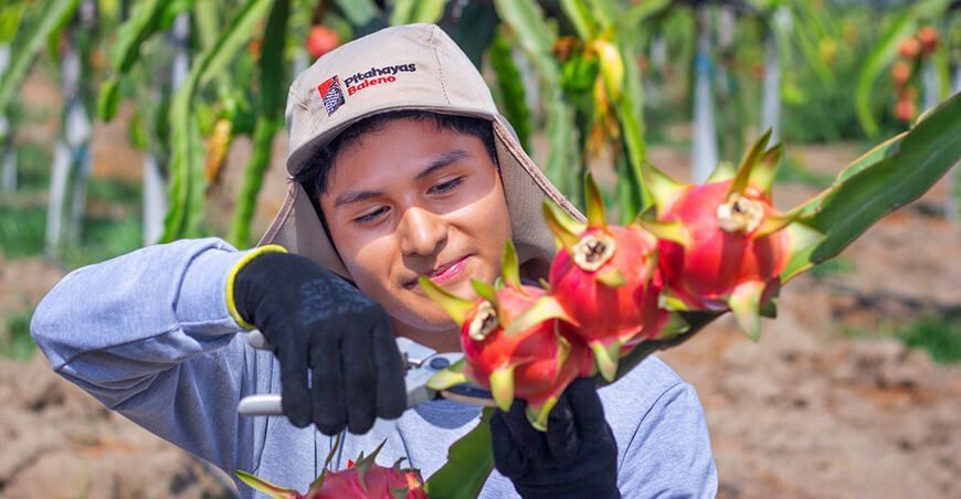 Pitahayas Baleno lidera las exportaciones de pitahaya a España
