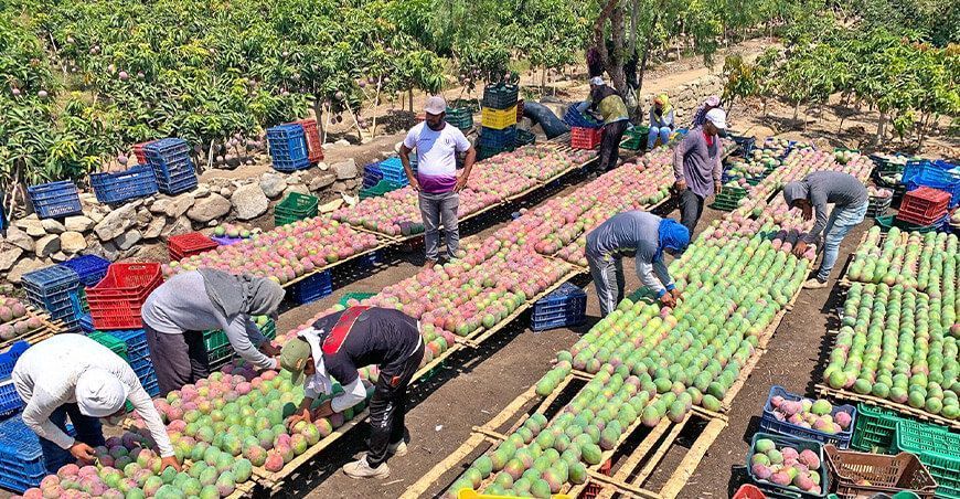exportación de cultivo de mango