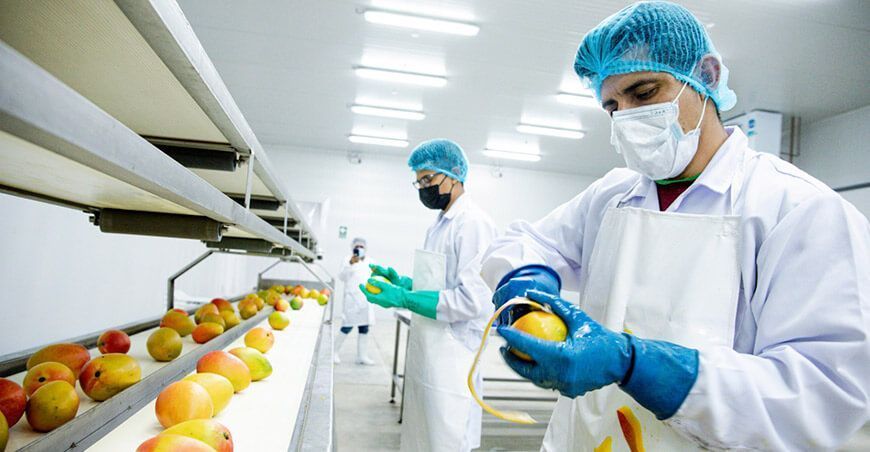 exportación de pulpa de mango Perú