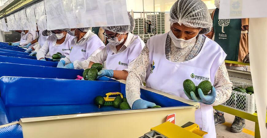 exportación de palta Hass Perú