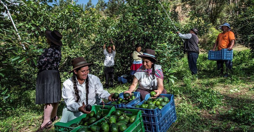exportación de palta cosecha productores Perú