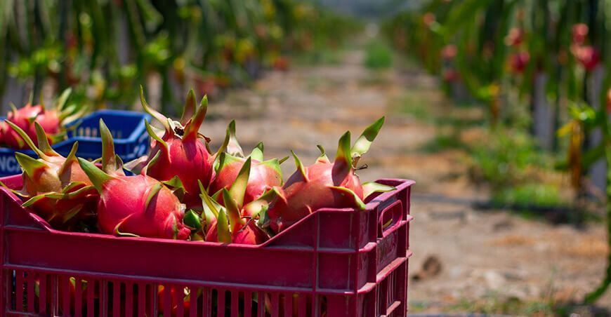 exportación de cultivo de pitahaya Perú