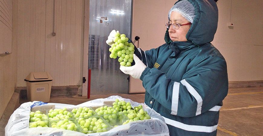 Senasa trabaja plan de trabajo para la exportación de uva con tratamiento de frío en origen Perú