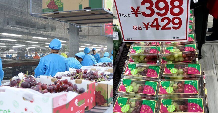 exportaciones de uvas peruanas a Japón
