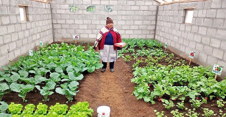 implementación de 250 fitotoldos Junín Perú