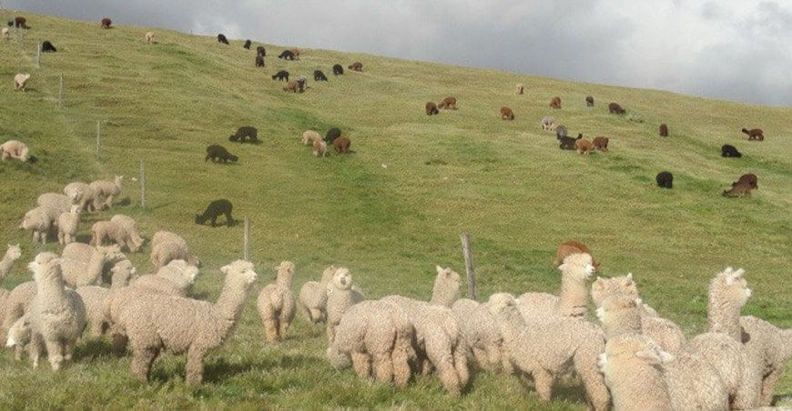 Ganadera “El Nevado” de la región Puno: Un modelo inclusivo y replicable Perú