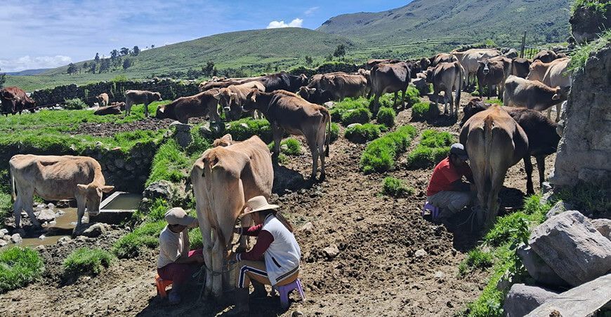 desarrollo sostenible de los sistemas de producción ganaderos ganadería bovina producción leche lácteos ganaderos Perú
