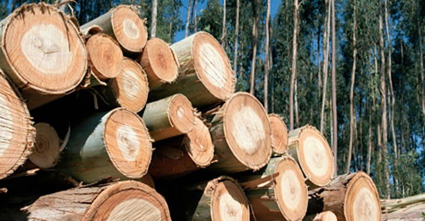 Aplicativo “Gestiona Forestal” permitirá la acreditación legal de la madera