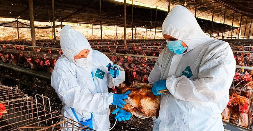 Senasa Perú influenza aviar gripe aviar aves domésticas